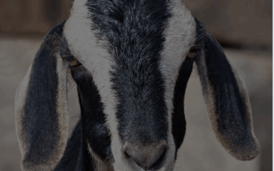 Ein Konflikt weniger. Eine Stimme auch.