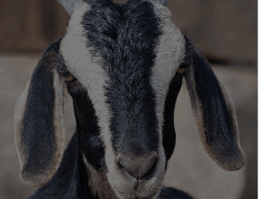 Ein Konflikt weniger. Eine Stimme auch.